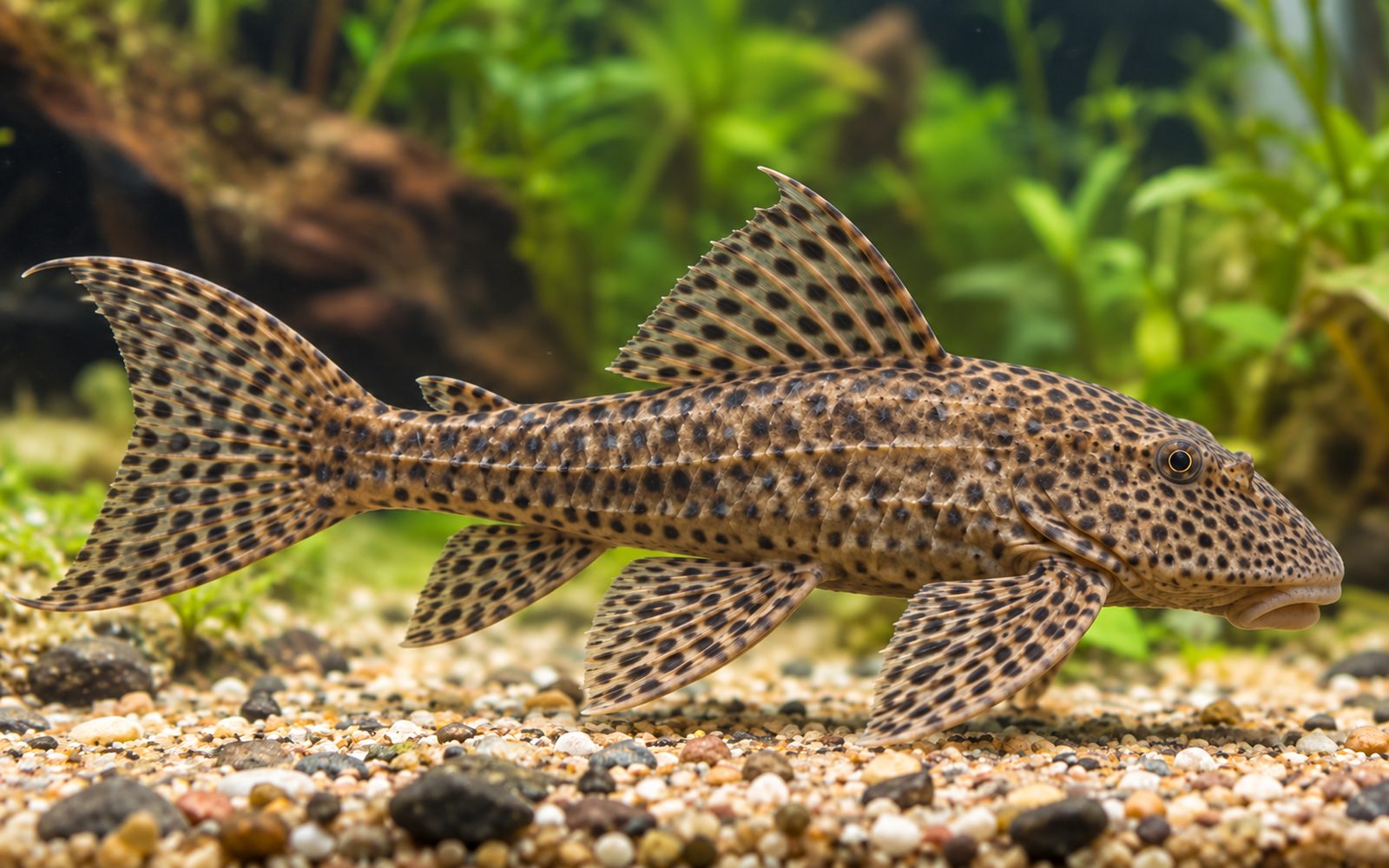 Hypostomus Plecostomus (Hypostomus plecostomus)