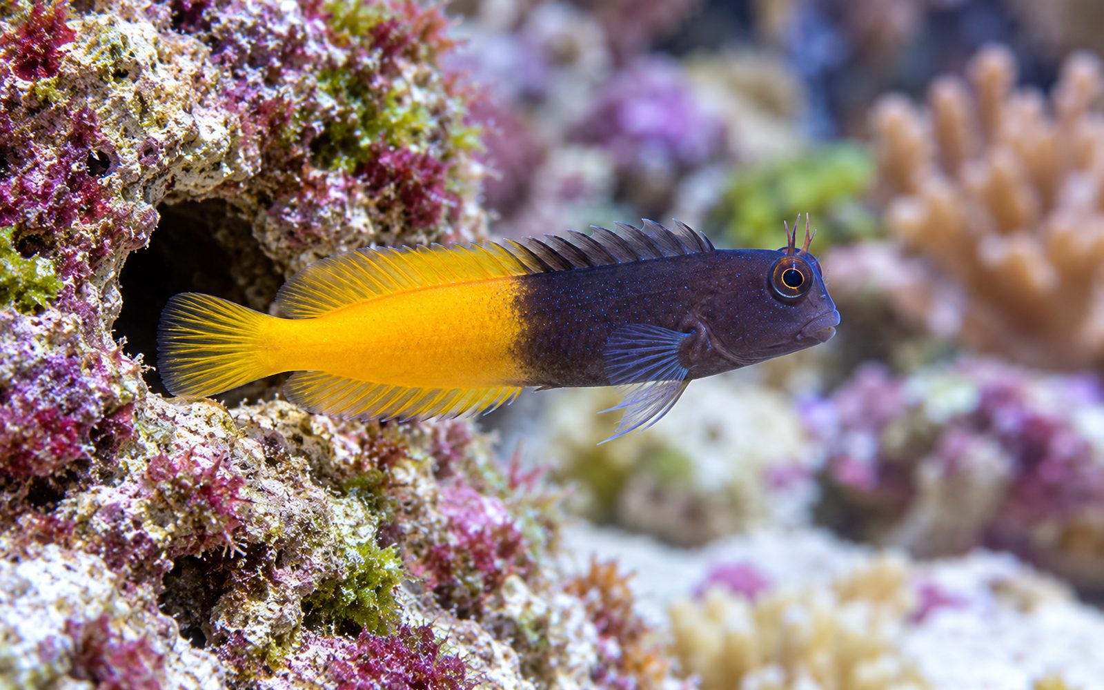 İki Renkli Blenny (Ecsenius bicolor)