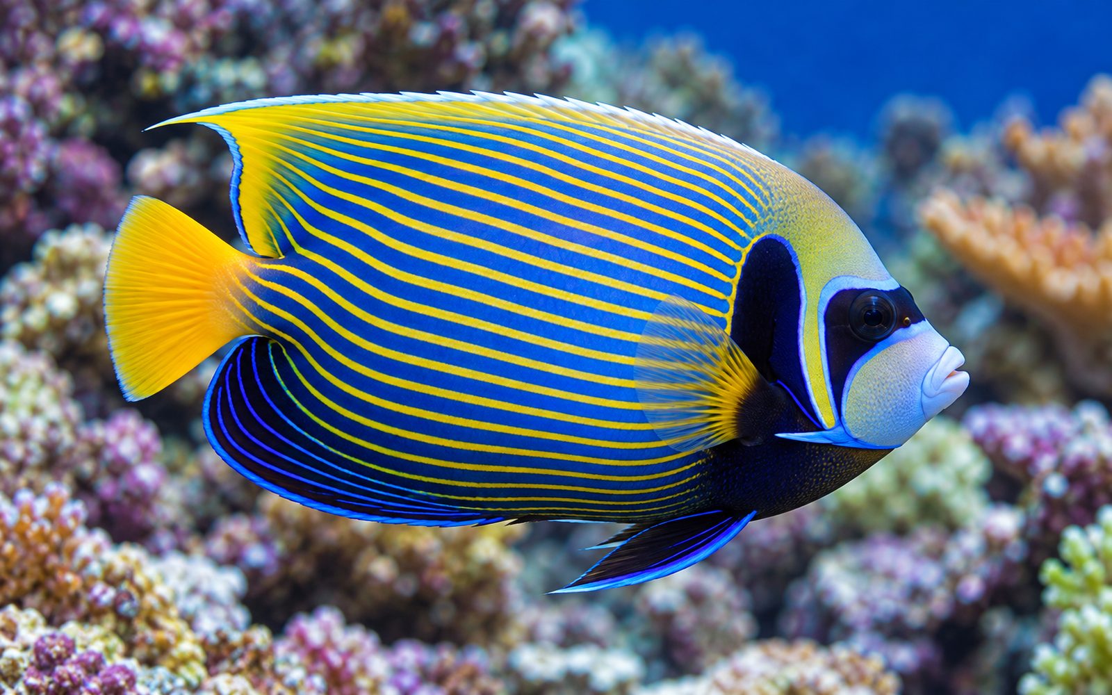 İmparator Melek (Pomacanthus imperator)
