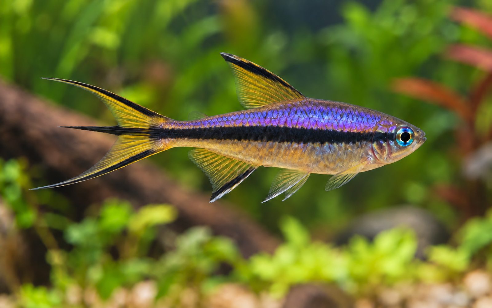 İmparator Tetra (Nematobrycon palmeri)