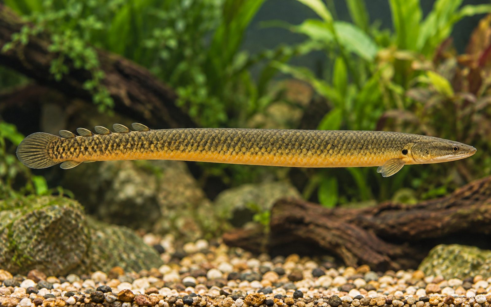 İp Balığı (Erpetoichthys calabaricus)