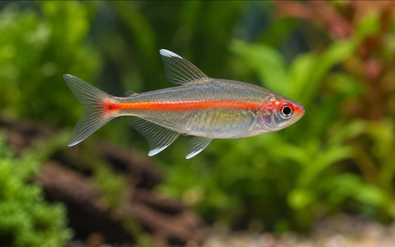 Işıltı Tetra (Hemigrammus erythrozonus)
