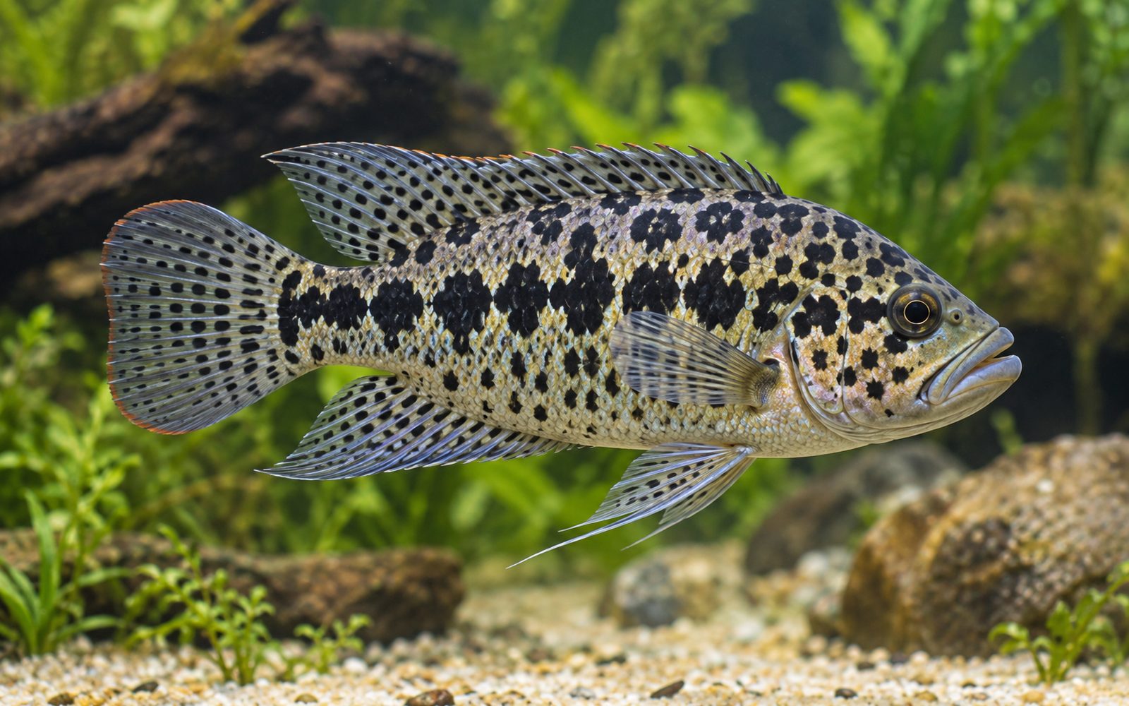 Jaguar Çiklit (Parachromis managuensis)