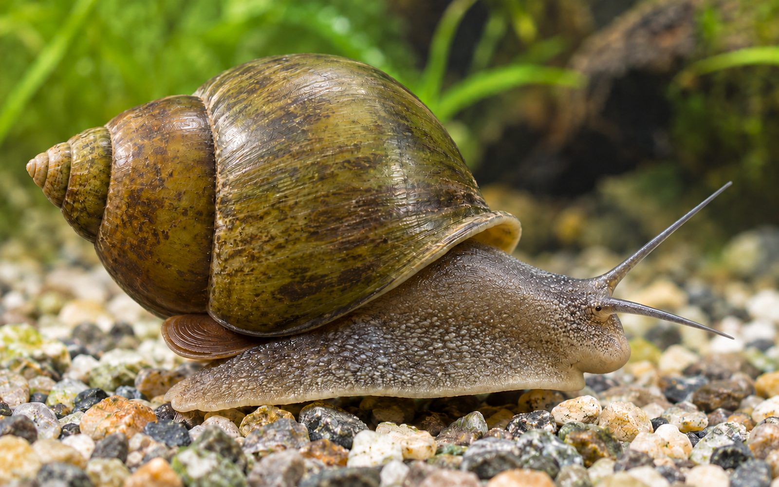 Japon Kapan Salyangozu (Cipangopaludina japonica)