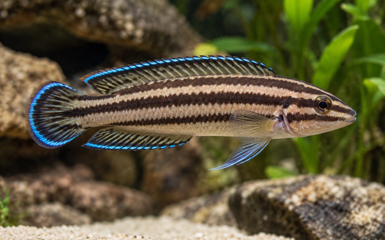 Julidochromis Dickfeldi (Julidochromis dickfeldi)