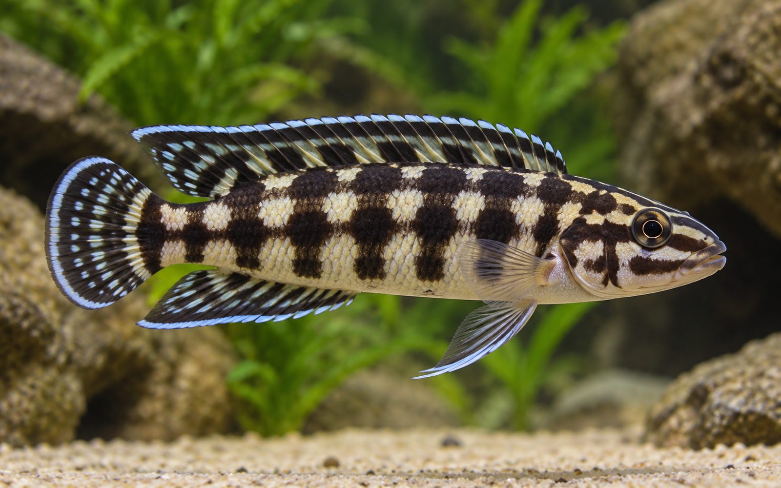 Julidochromis Marlieri (Julidochromis marlieri)