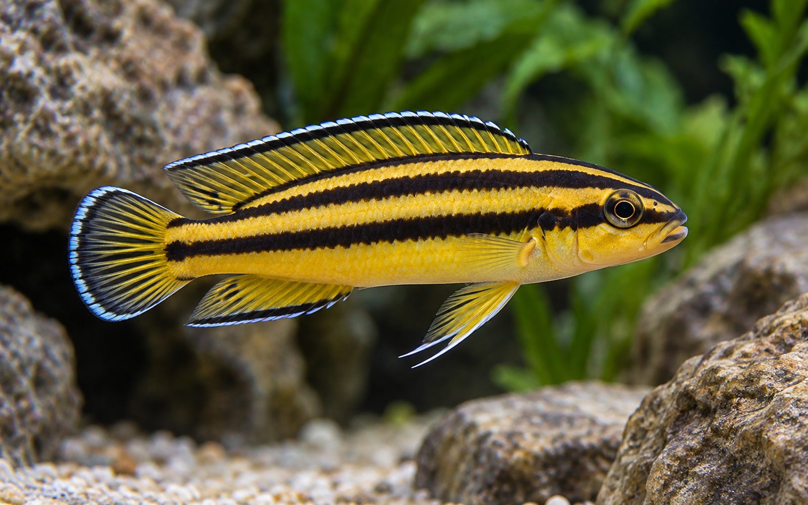Julidochromis Ornatus (Julidochromis ornatus)