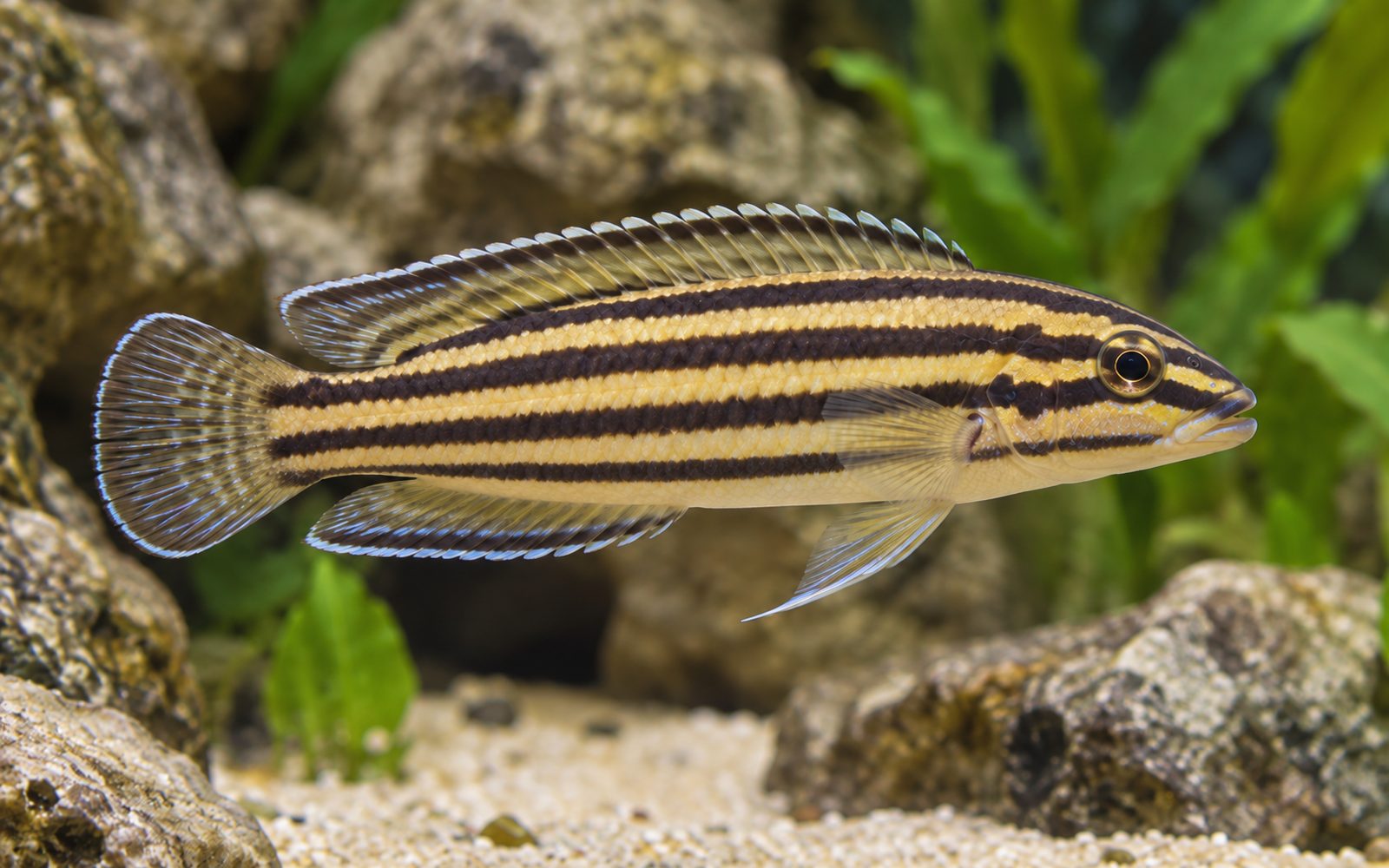 Julidochromis Regani (Julidochromis regani)