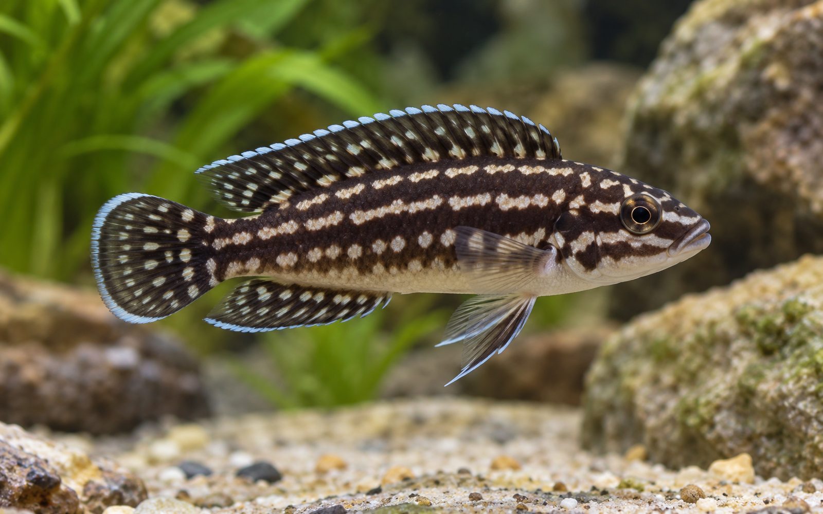 Julidochromis Transcriptus (Julidochromis transcriptus)