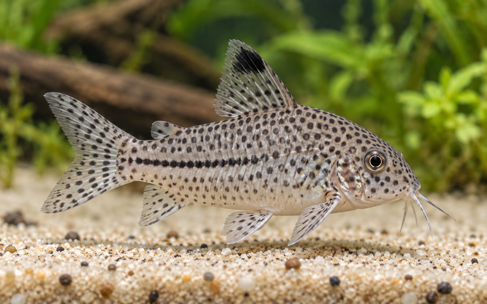Julii Corydoras (Corydoras julii)