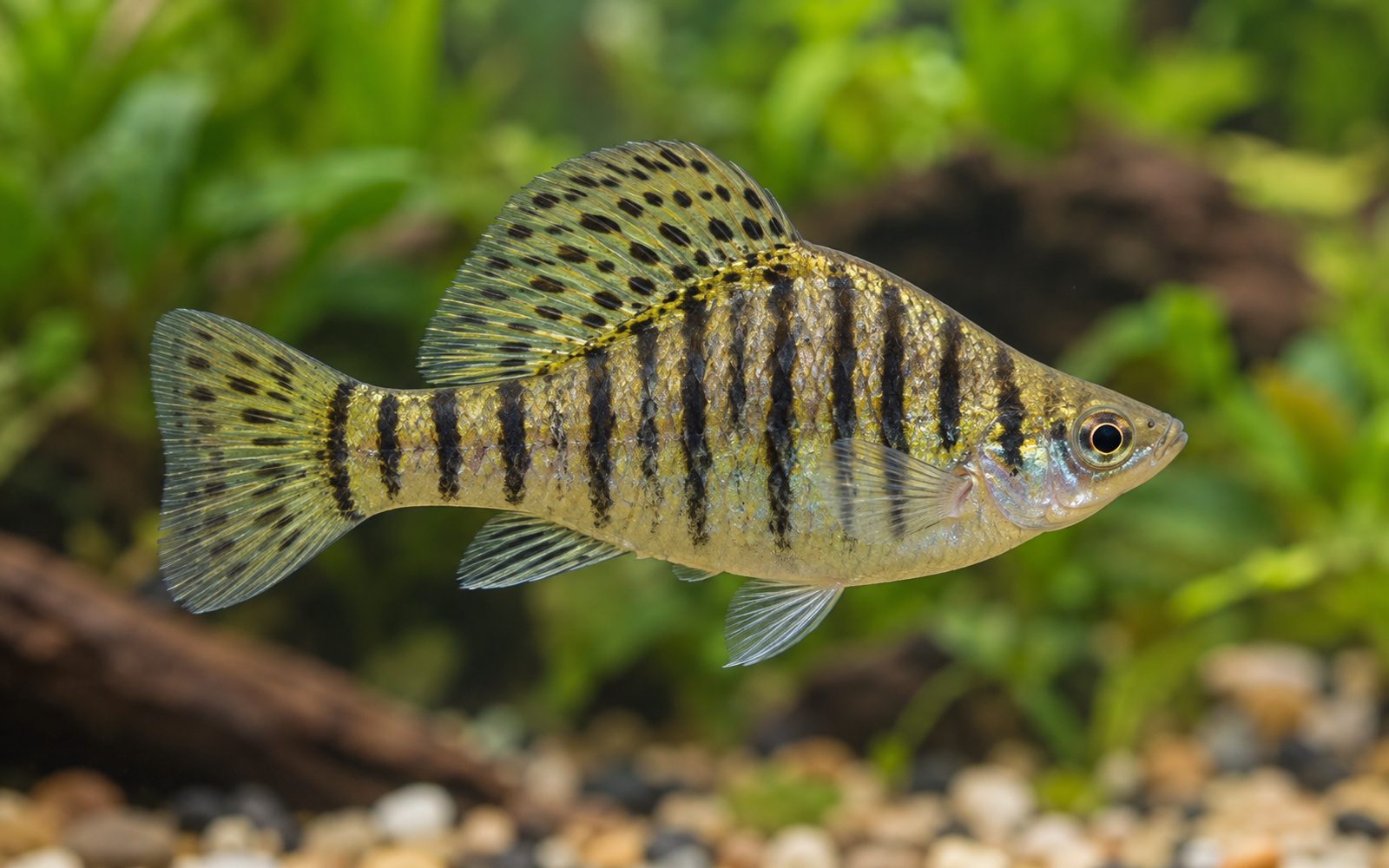 Kambur Limia (Limia nigrofasciata)