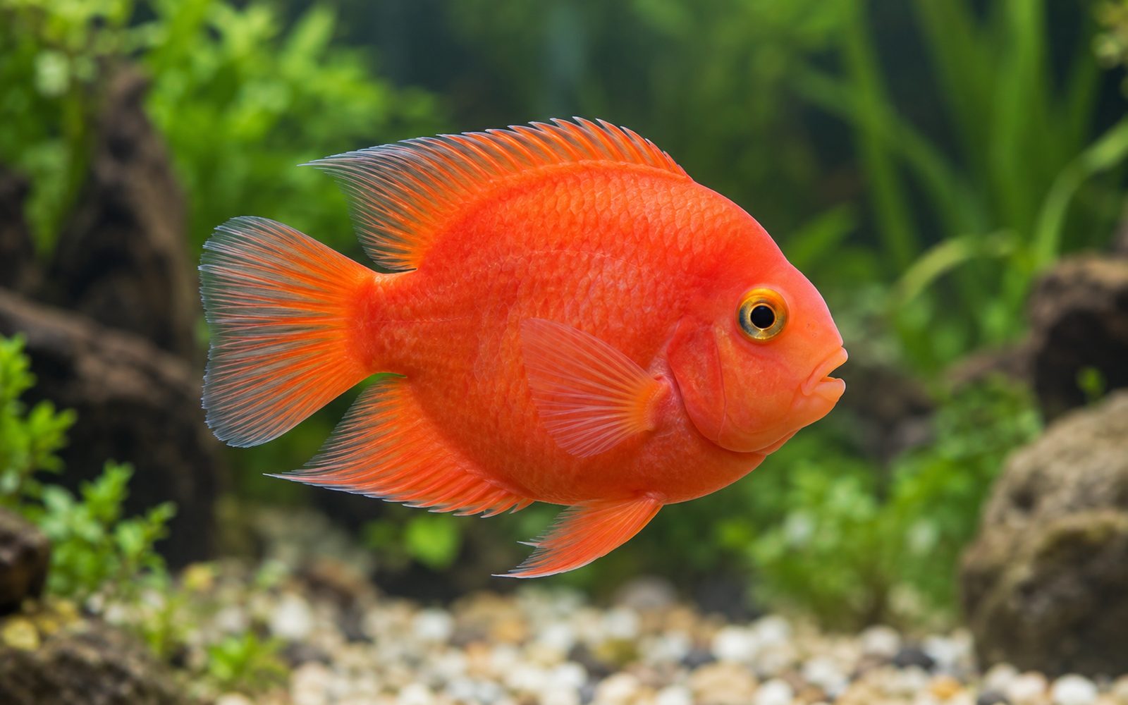 Kan Papağanı (Hibrit (ebeveynleri kesin bilinmiyor; Amphilophus citrinellus ve Vieja türleri olası))
