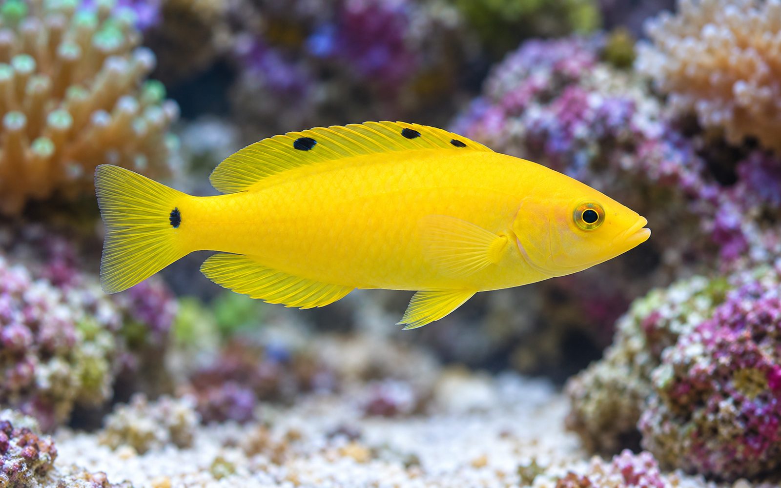 Kanarya Wrasse (Halichoeres chrysus)