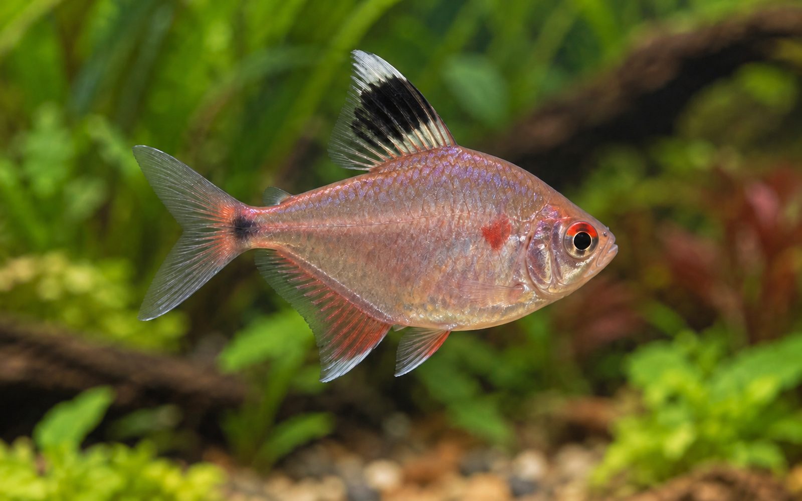Kanayan Kalp Tetra (Hyphessobrycon erythrostigma)