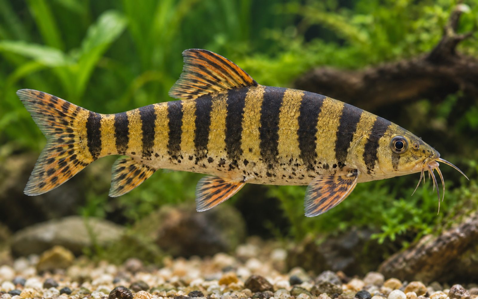 Kaplan Botia (Syncrossus helodes)