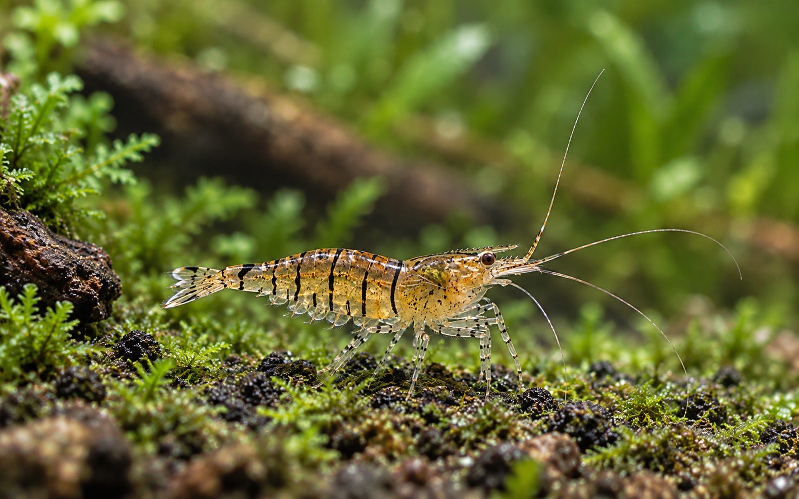 Kaplan Karides (Caridina mariae)