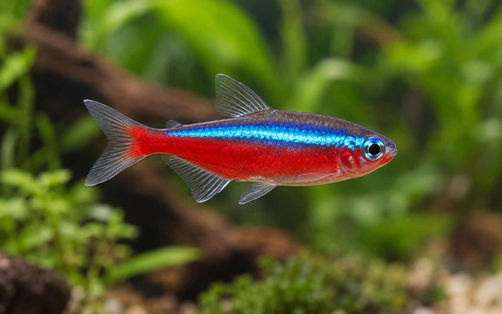 Kardinal Tetra (Paracheirodon axelrodi)
