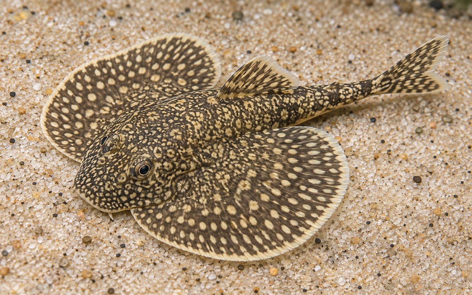 Kelebek Loach (Beaufortia kweichowensis)