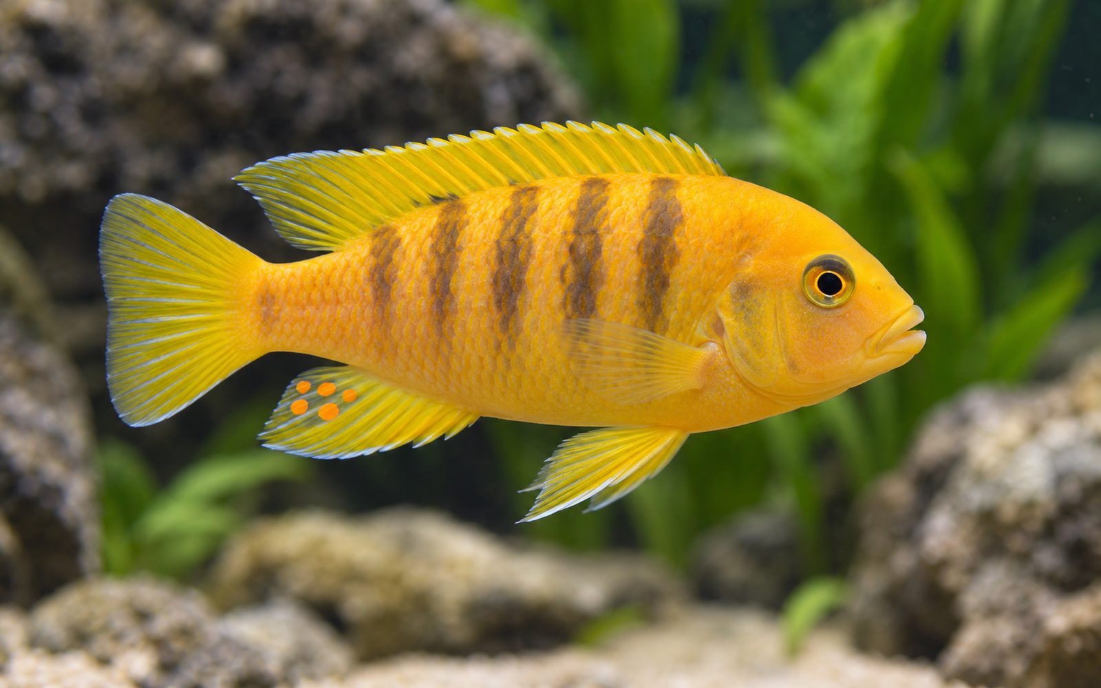 Kenyi (Maylandia lombardoi)