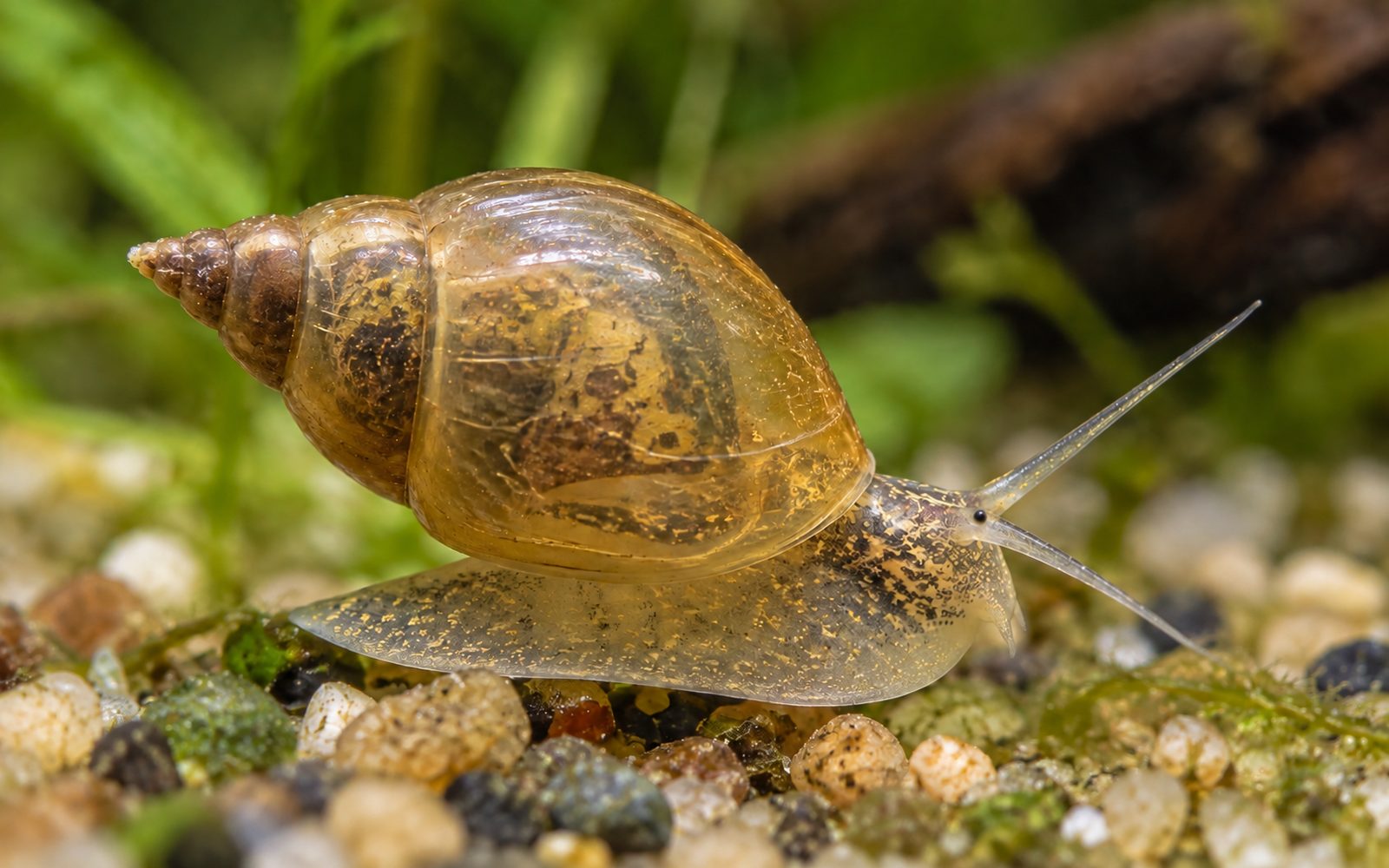 Kese Salyangozu (Physella acuta)