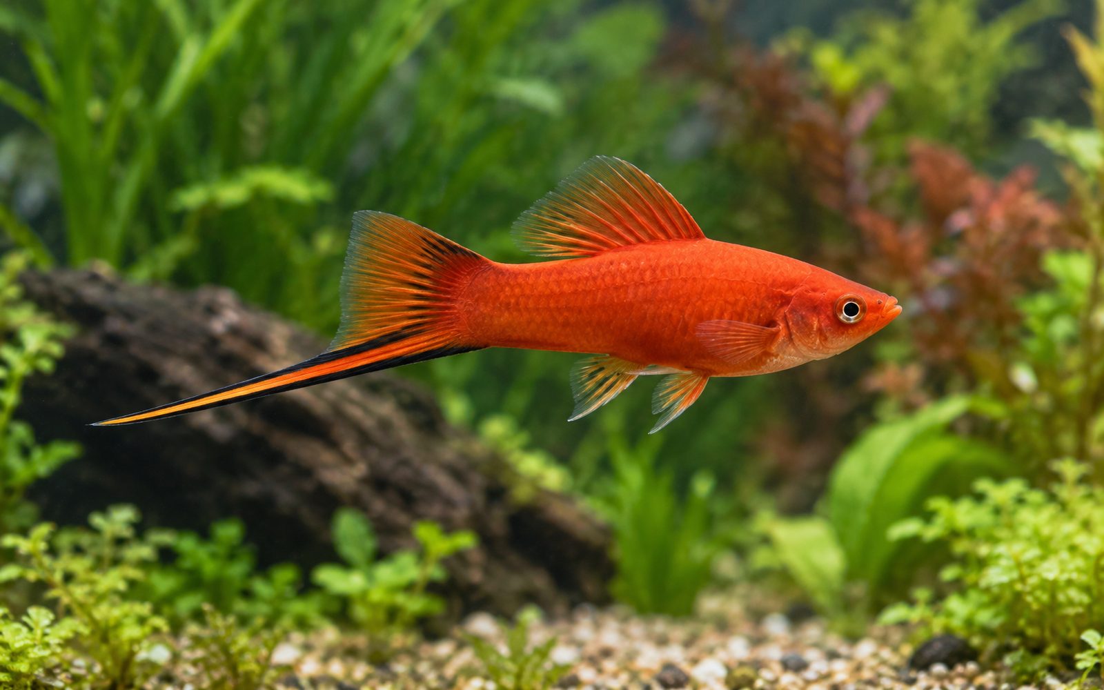 Kılıç Kuyruk (Xiphophorus hellerii)
