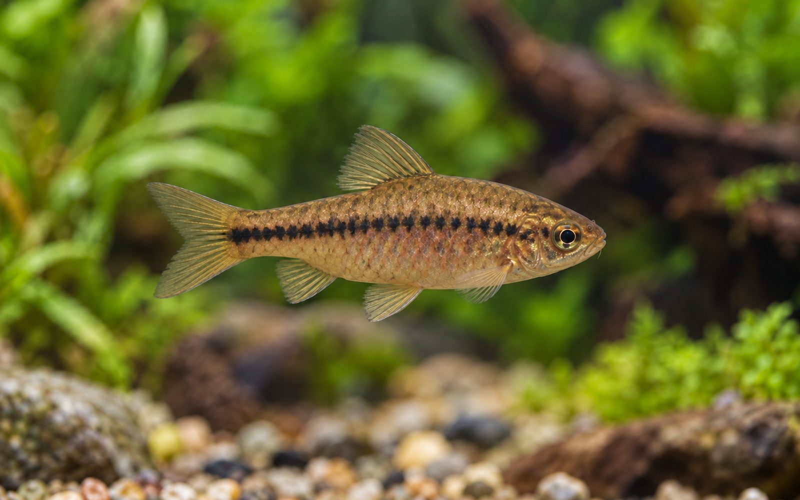 Cherry Barb — Female