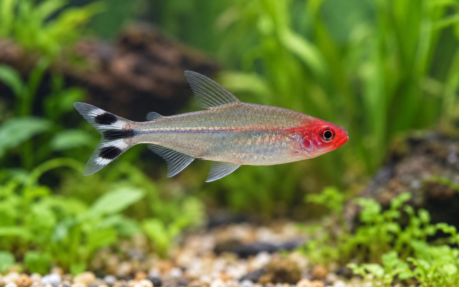 Kırmızı Burun Tetra (Hemigrammus rhodostomus)