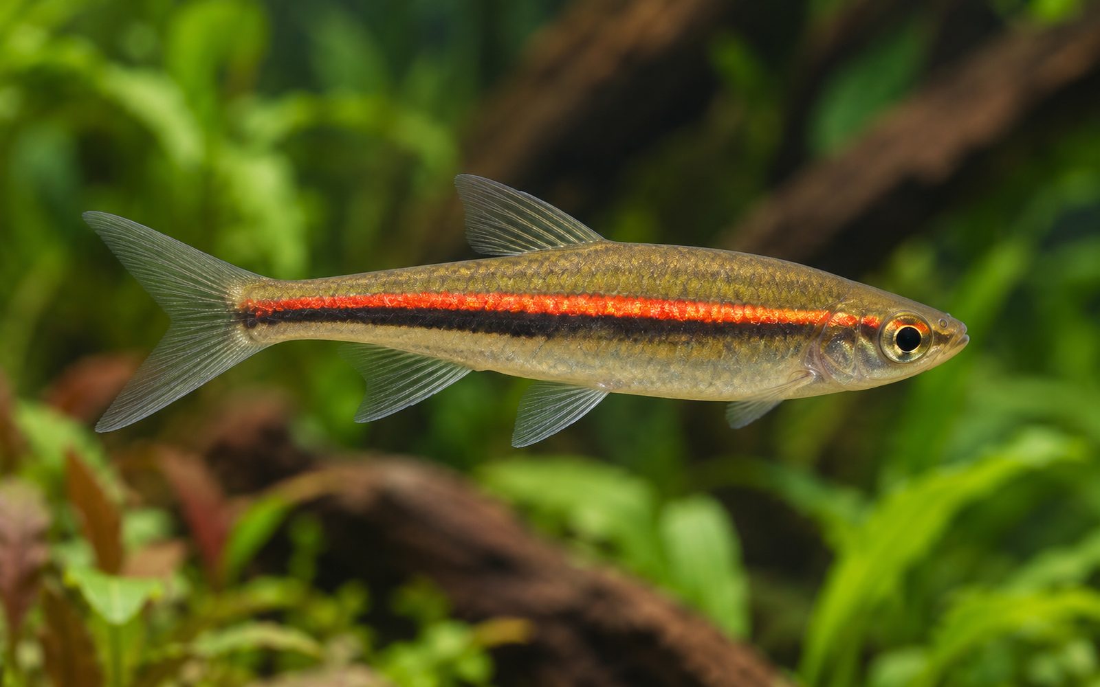 Kırmızı Çizgili Rasbora (Trigonopoma pauciperforatum)