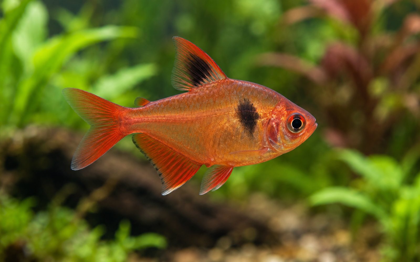 Kırmızı Fantom Tetra (Hyphessobrycon sweglesi)