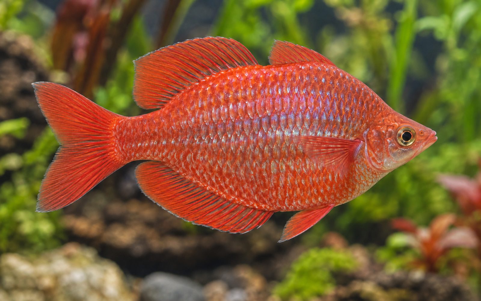 Kırmızı Gökkuşağı (Glossolepis incisus)