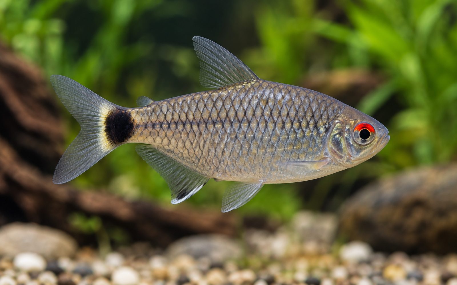 Kırmızı Göz Tetra (Moenkhausia sanctaefilomenae)
