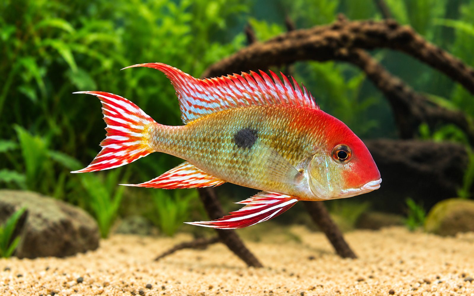Kırmızı Kamburlu Geophagus (Geophagus steindachneri)