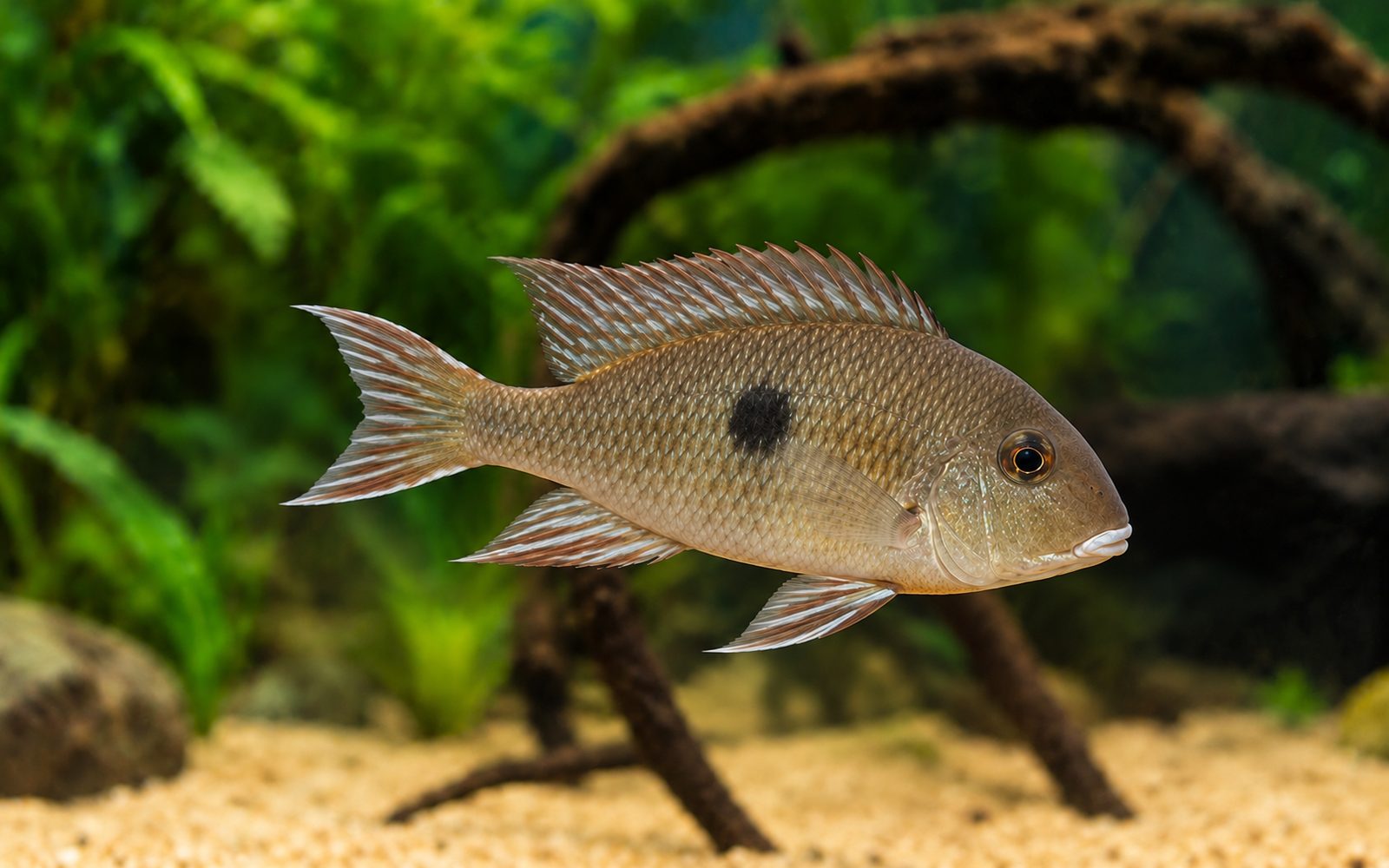 Kırmızı Kamburlu Geophagus — Dişi