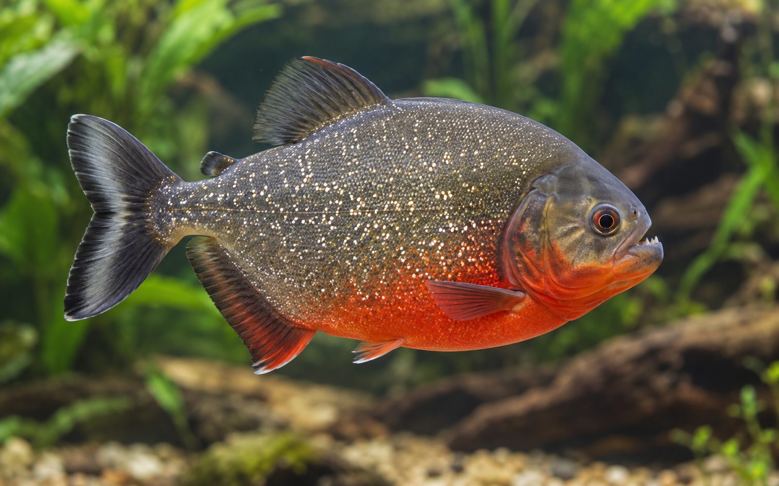 Kırmızı Karınlı Piranha (Pygocentrus nattereri)