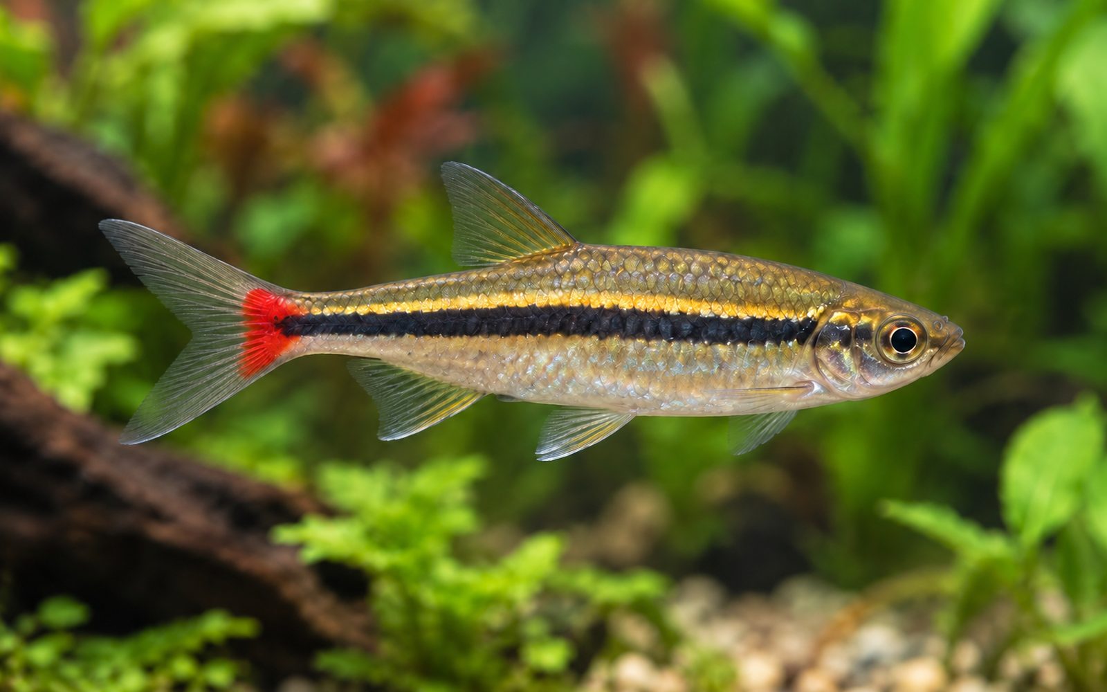 Kırmızı Kuyruk Rasbora (Rasbora borapetensis)