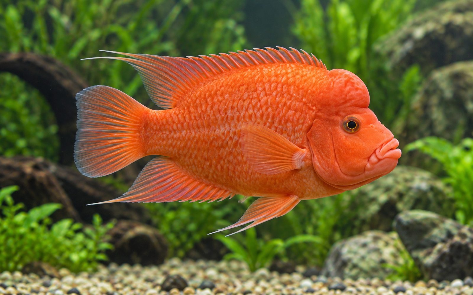Kırmızı Şeytan (Amphilophus labiatus)
