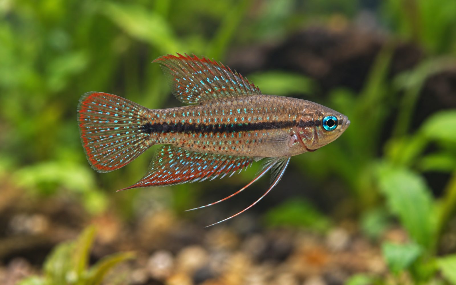 Kıvılcımlı Gurami (Trichopsis pumila)