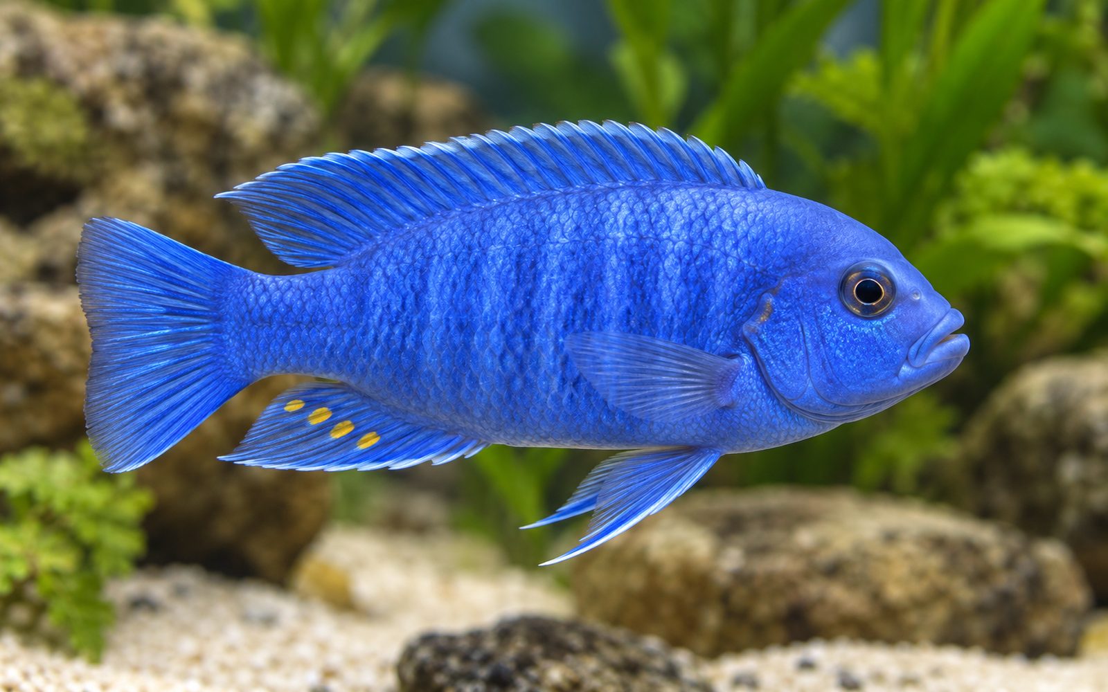 Kobalt Mavi Zebra (Maylandia callainos)