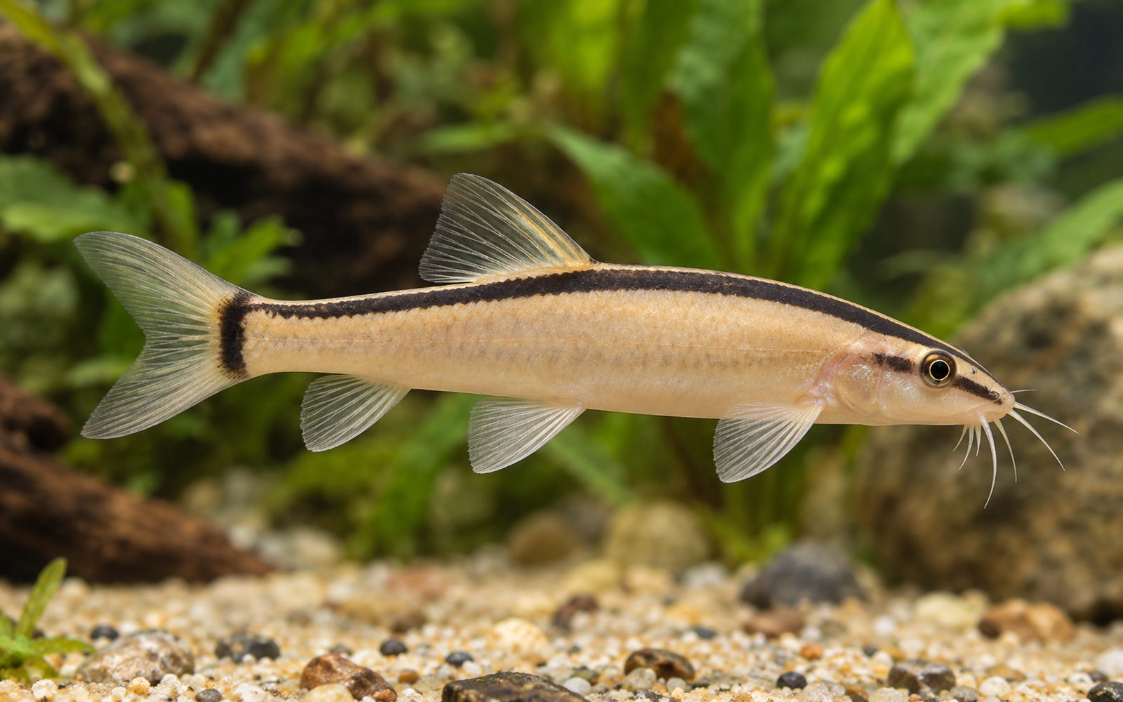 Kokarca Botia (Yasuhikotakia morleti)
