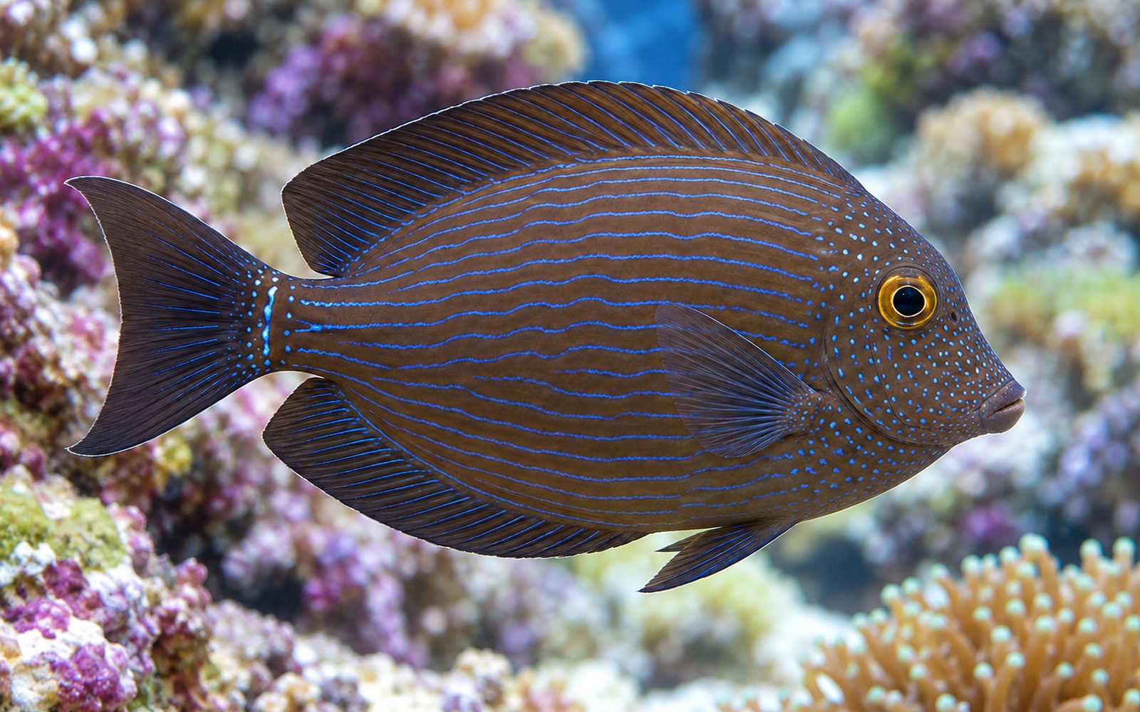Kole Tang (Ctenochaetus strigosus)