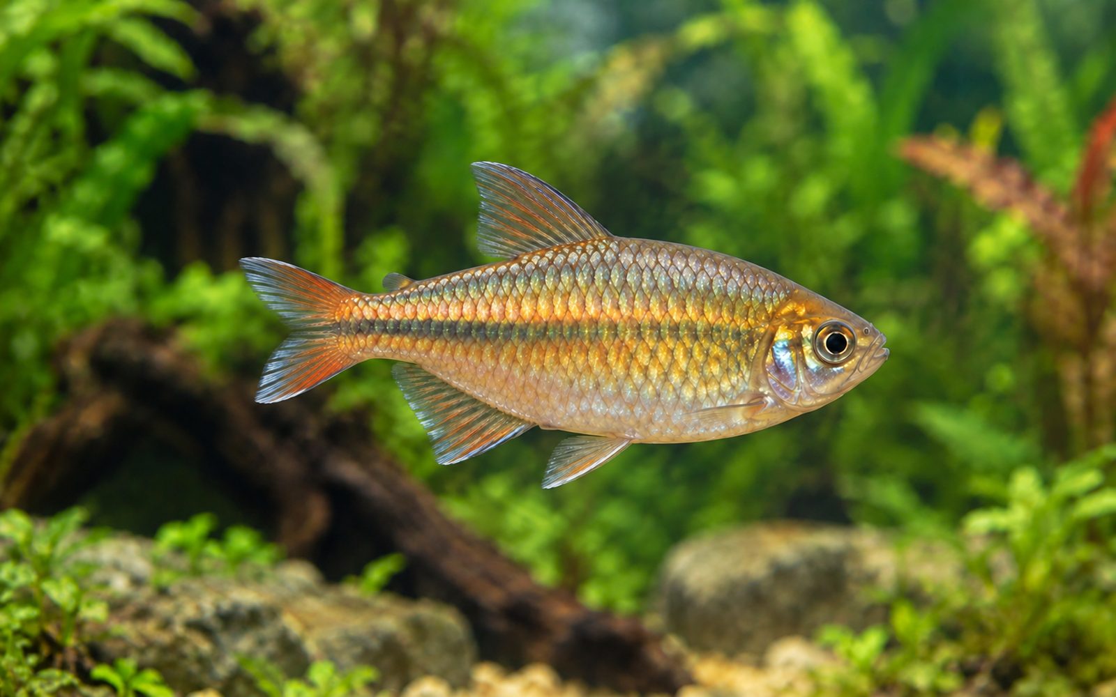 Congo Tetra — Female