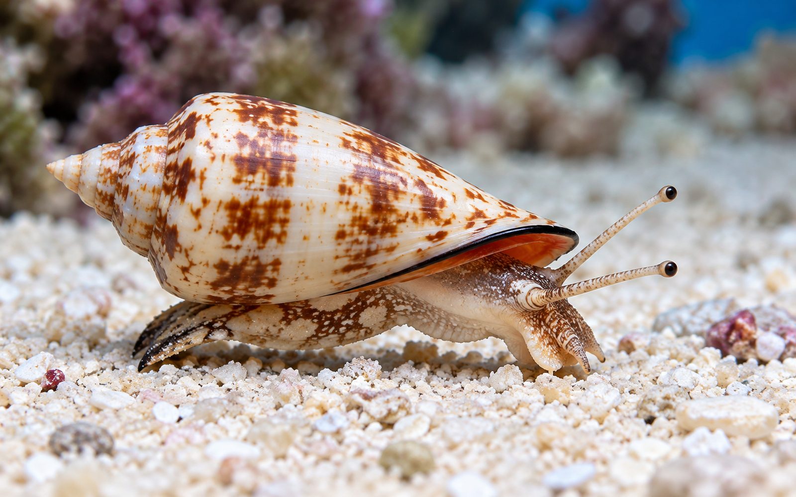 Konk Salyangozu (Conomurex luhuanus)