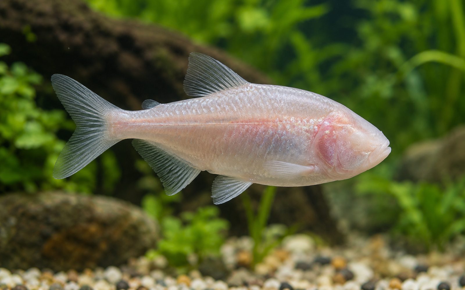 Kör Mağara Balığı (Astyanax mexicanus)