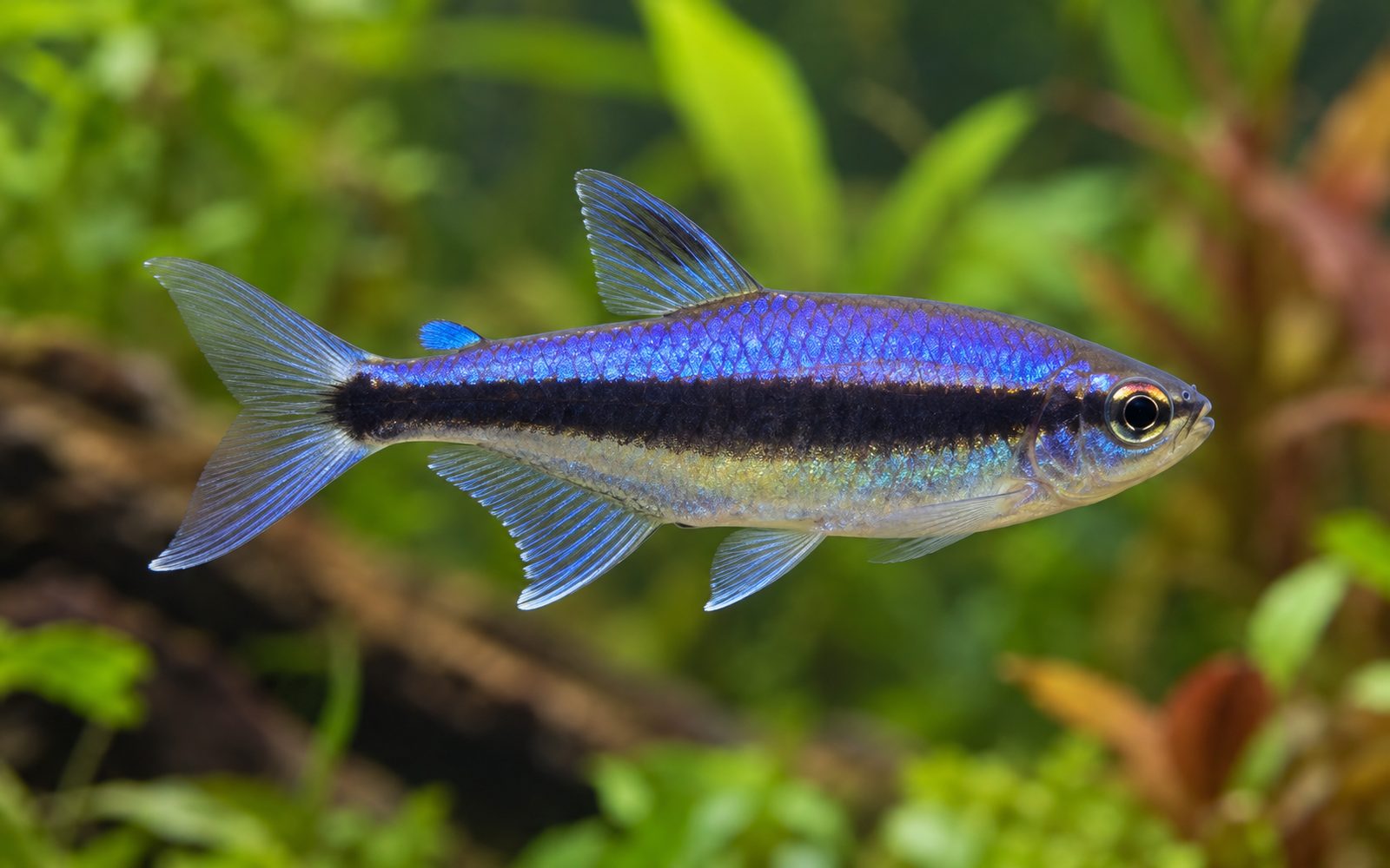 Kral Tetra (Inpaichthys kerri)