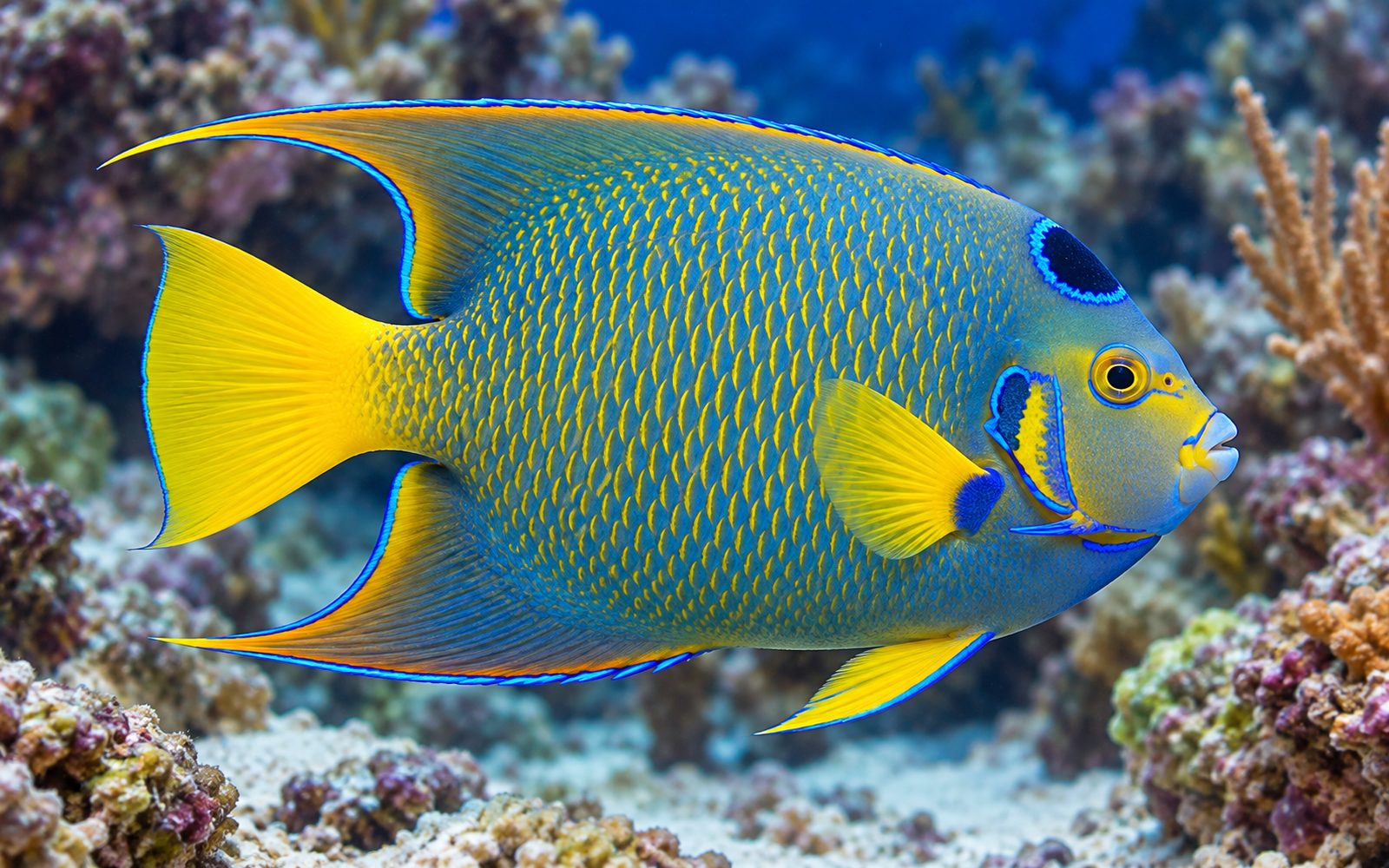 Kraliçe Melek (Holacanthus ciliaris)