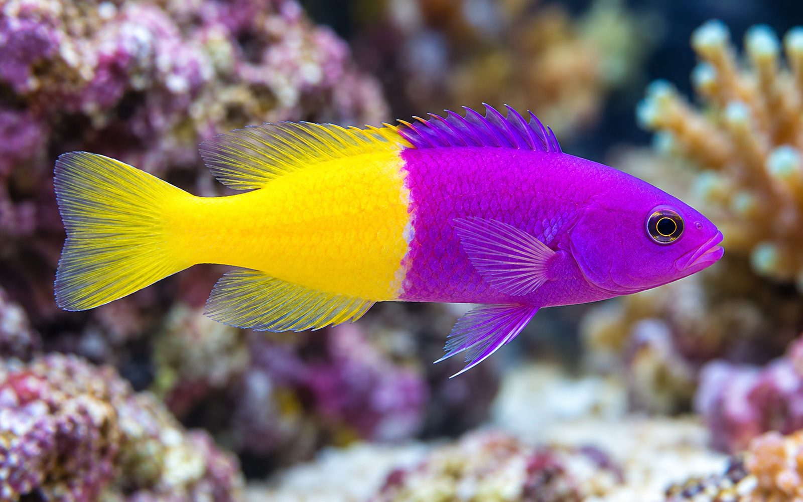 Kraliyet Dottyback (Pictichromis paccagnellae)