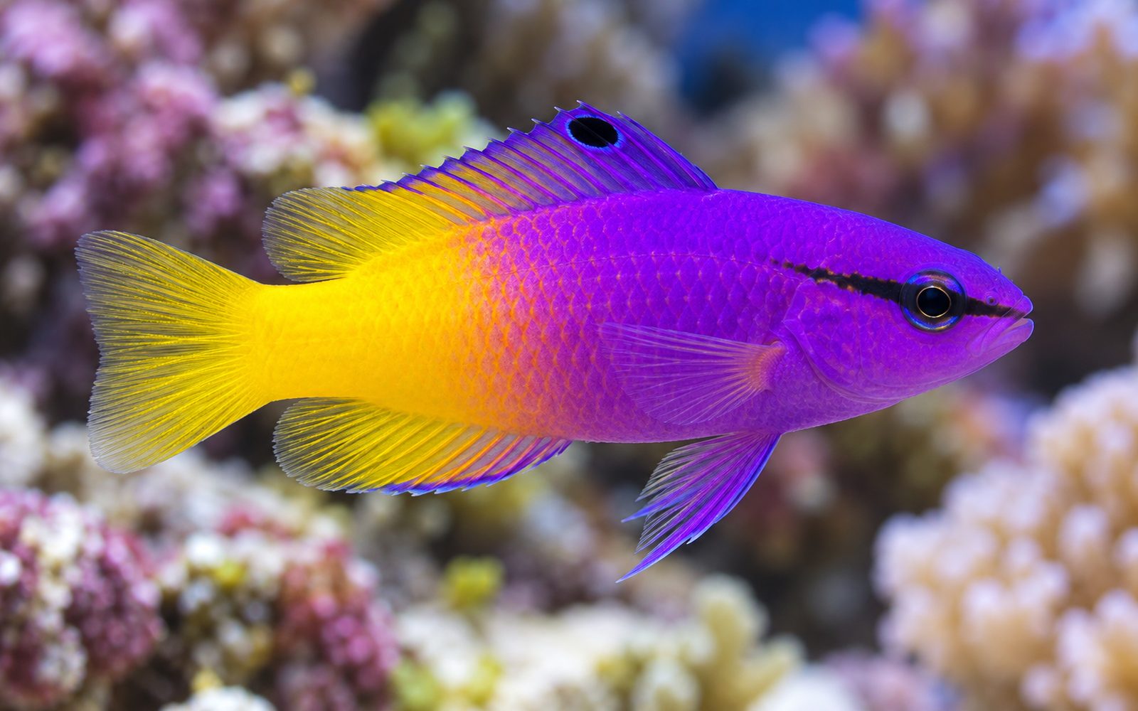 Kraliyet Gramma (Gramma loreto)