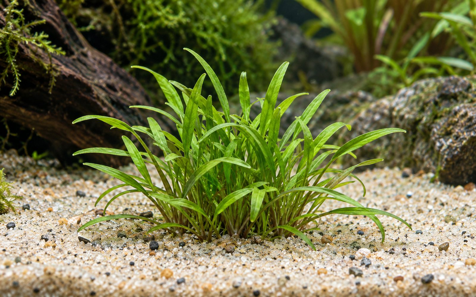 Cryptocoryne Parva (Cryptocoryne parva)