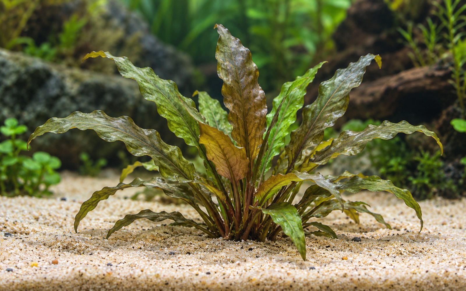 Kriptokorin Wendtii (Cryptocoryne wendtii)
