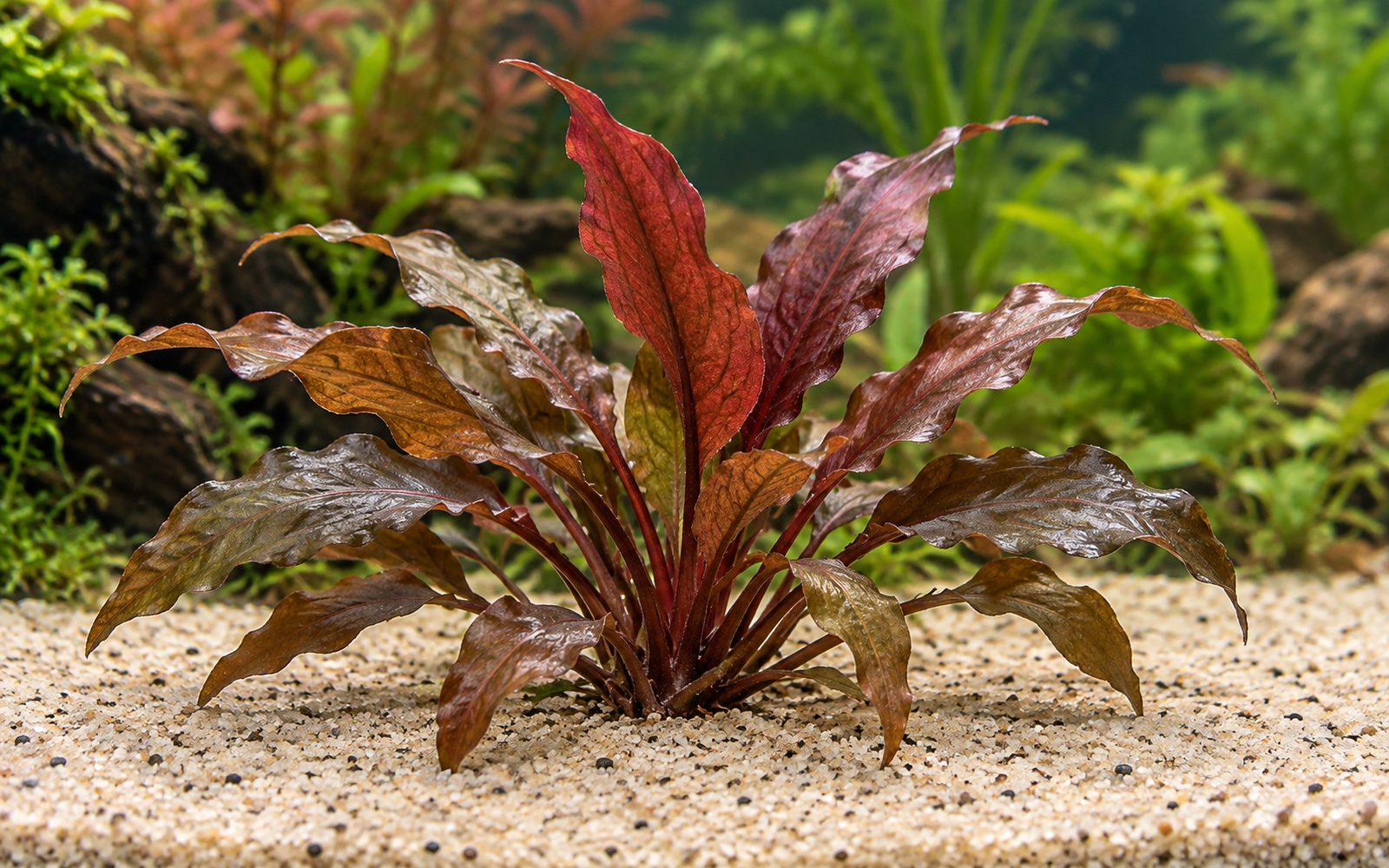 Kriptokorin Wendtii — Varyete: red